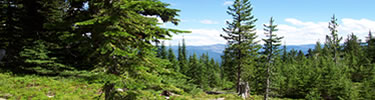 Douglas Fir Forest along the Lolo Trail